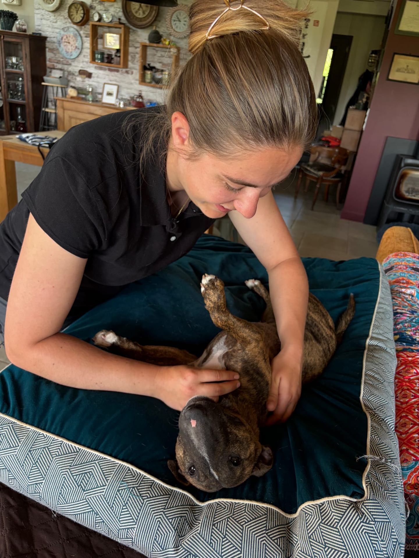 Séance d'ostéopathie animale — soin par les mains sur un chien